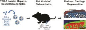 以肝素为基础的微粒在关节内运送TSG-6可减少骨关节炎大鼠模型软骨的损伤