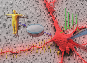 Figurative demonstration of the interface between stem cells and a person