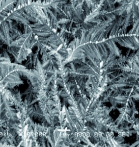 电化学法生长银枝晶纳米结构