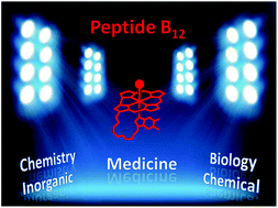 肽B12：无机化学界面的新动向，新利手机客户端化学生物学与医学
