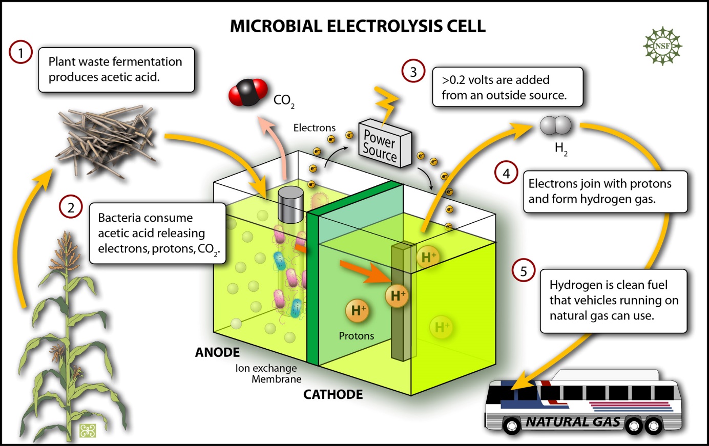微生物电解电池