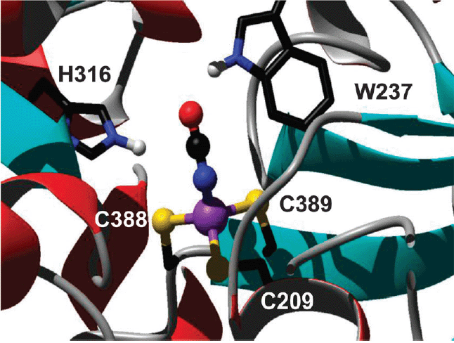 金属和氰酸盐结合位点与his316和trp237作为潜在的H-键供体