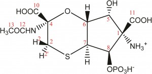 泰格毒素的新结构