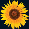 //www.xcmww.com/sc/files/2013/06/small-sunflower.jpg