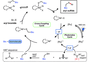 镍/氧化还原催化合成半胱氨酸生物偶联物的催化循环