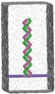 分子动力学检测双链DNA的氮化硼纳米孔